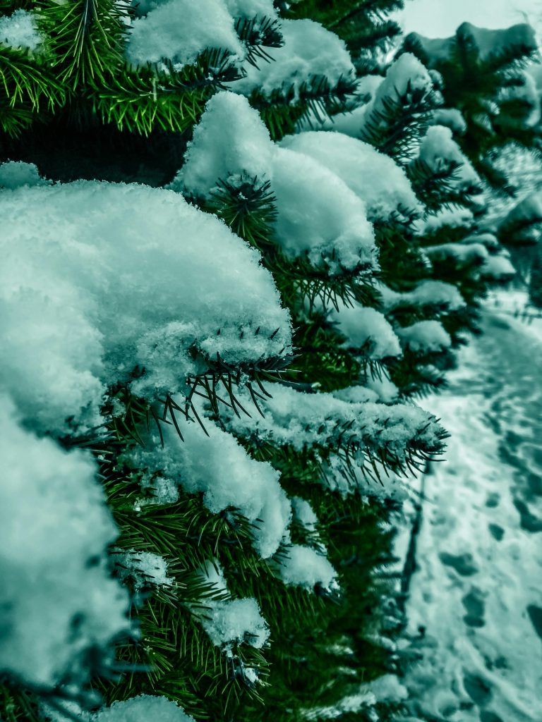 pexels shulgaaa 30208398